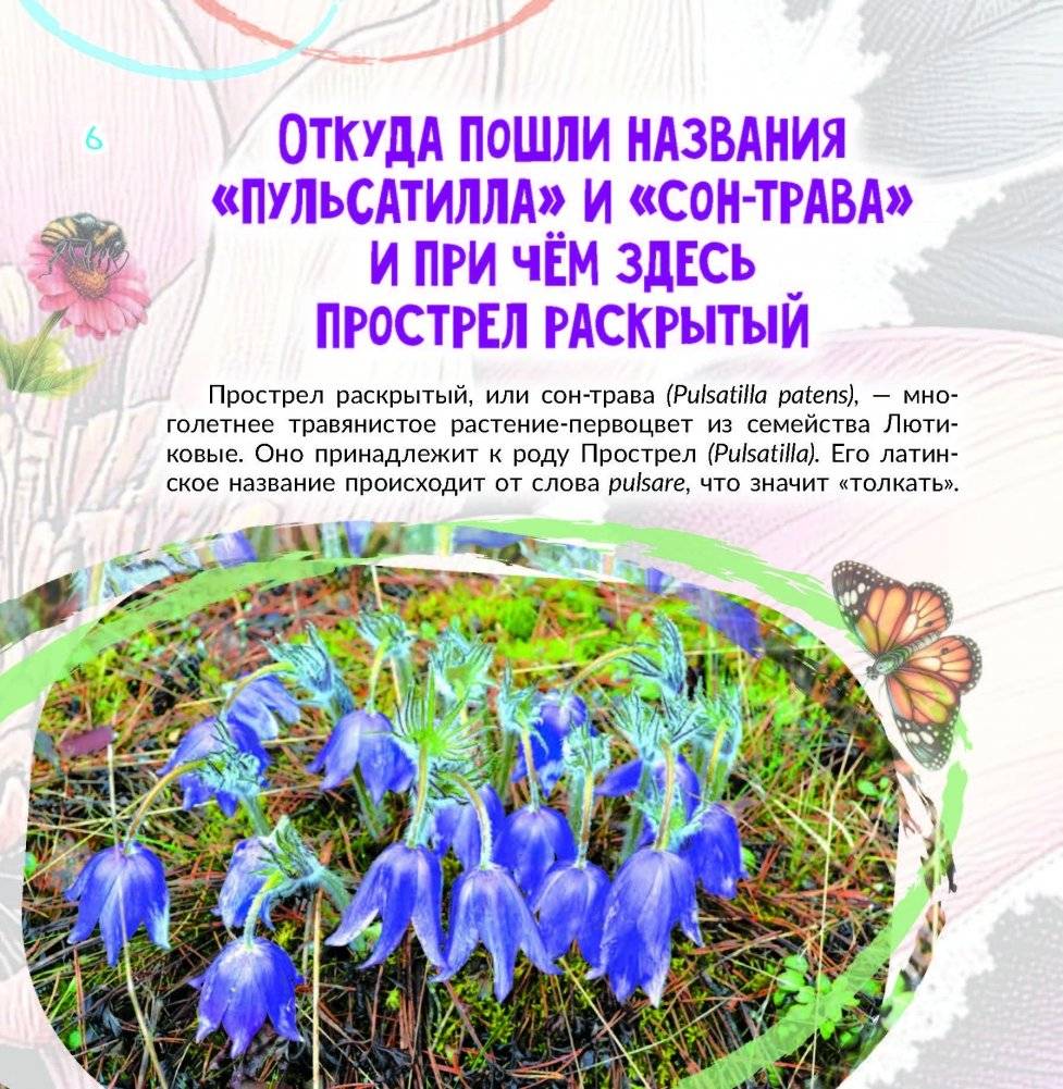 Прострел раскрытый. Растение года Беларуси фото книги 4