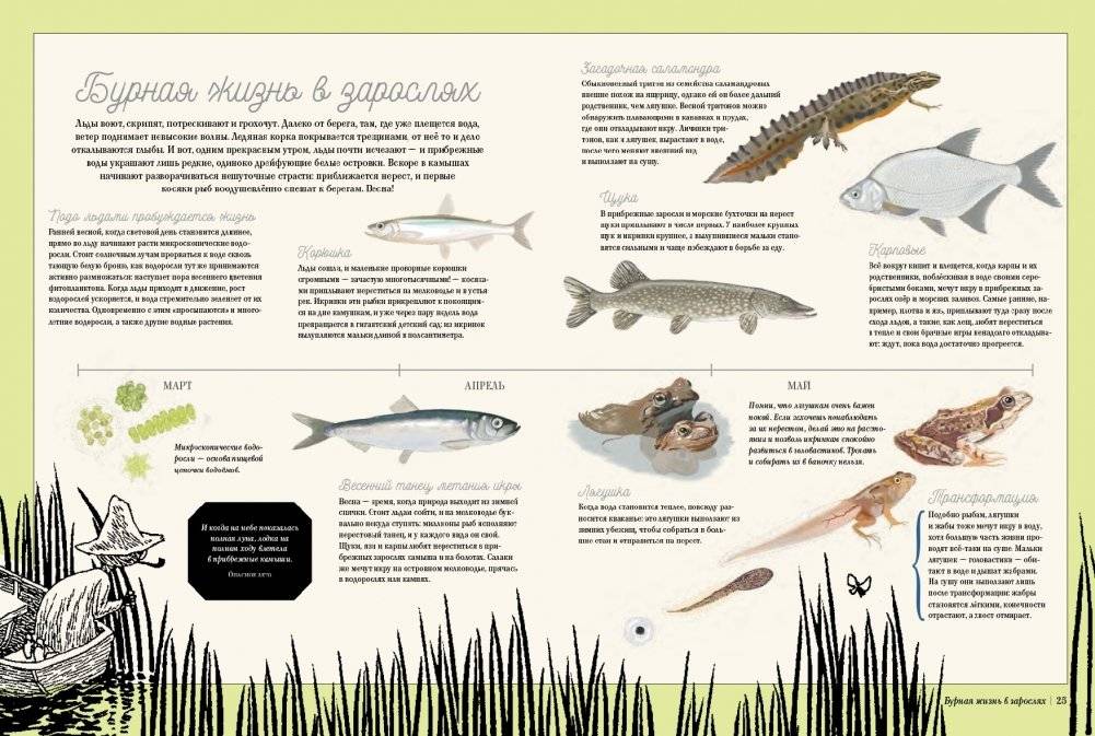 Муми-тролли на рыбалке фото книги 8