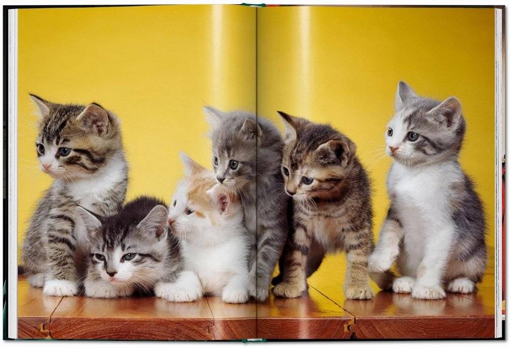 Walter Chandoha. Cats. Photographs 1942-2018 фото книги 5
