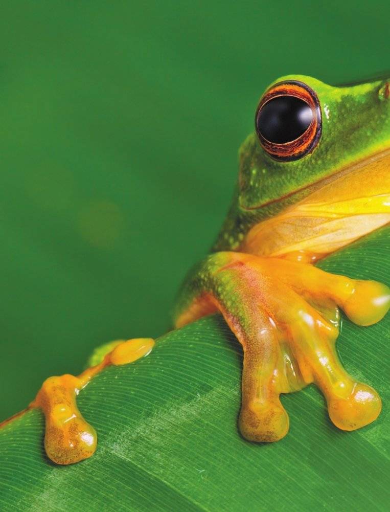 Животные фото книги 3