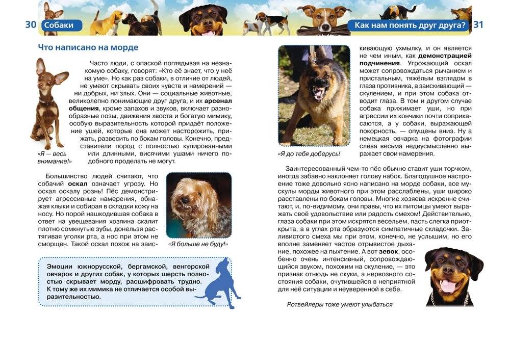 Собаки фото книги 3