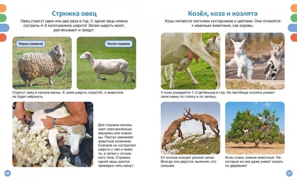 Полезные машины и животные фермы фото книги 7