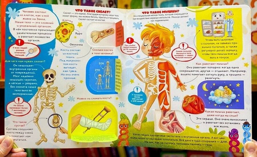 Анатомия. Умные окошки фото книги 3