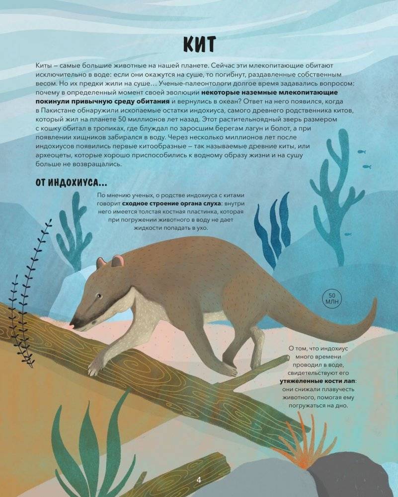 Эволюция. Как изменилась жизнь за миллиарды лет фото книги 4