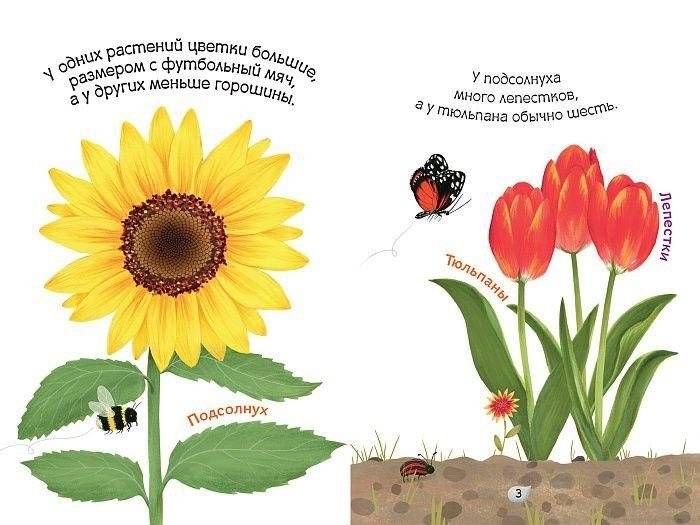 Цветы фото книги 2