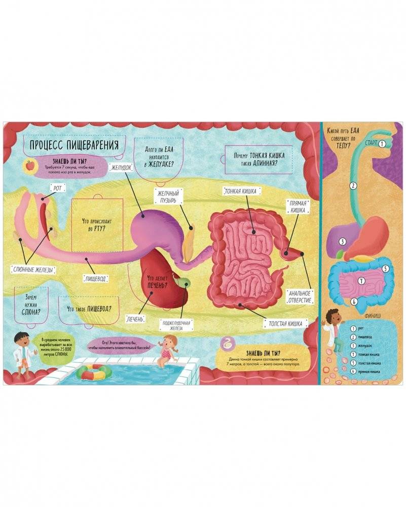 Большая книга с окошками. Тело человека фото книги 5