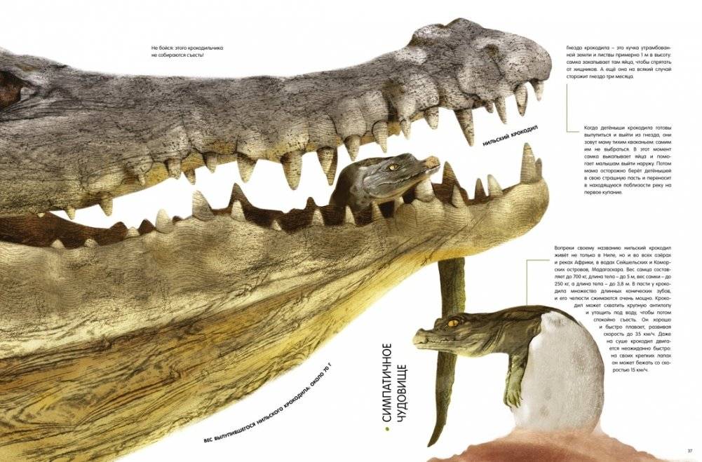 Детёныши животных в натуральную величину фото книги 7