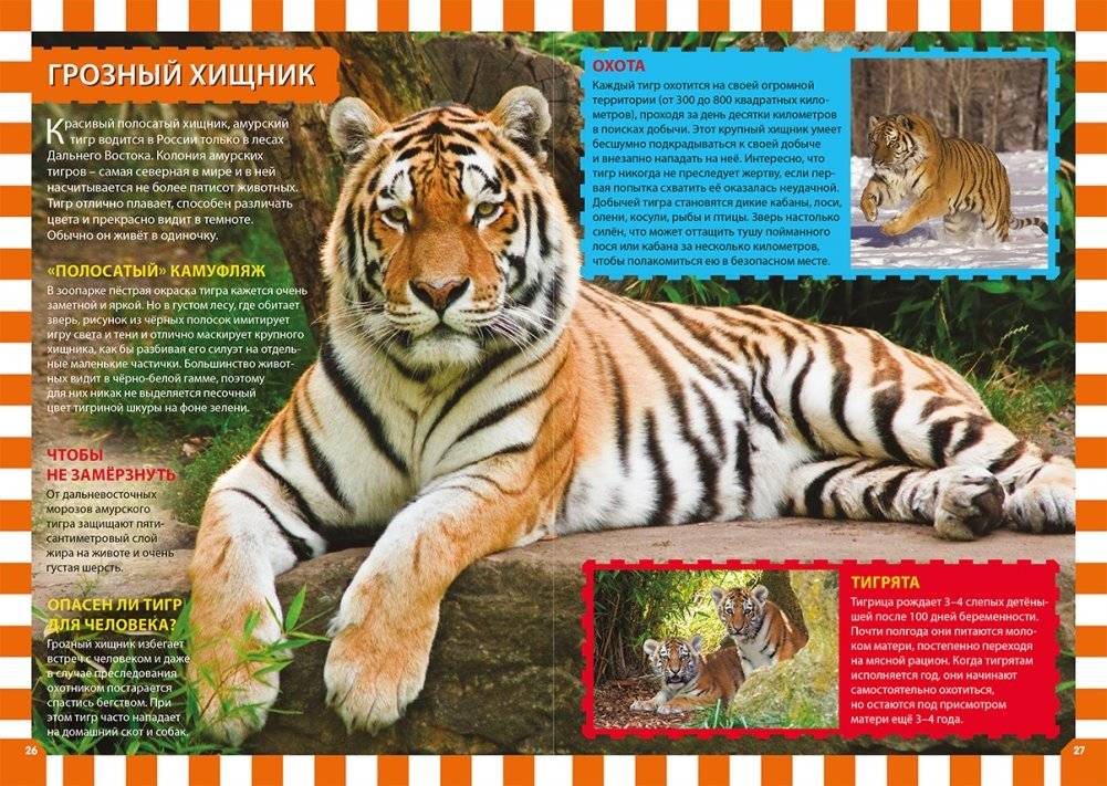 Животные России. Детская энциклопедия фото книги 2