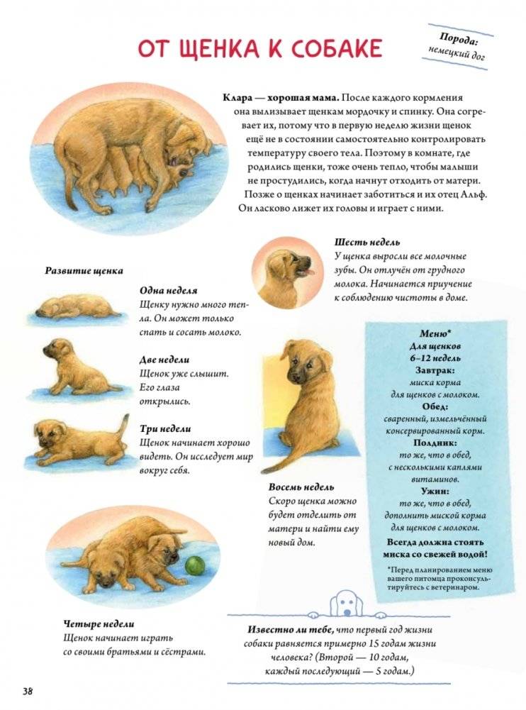 Моя самая красивая книга о кошках и собаках фото книги 9