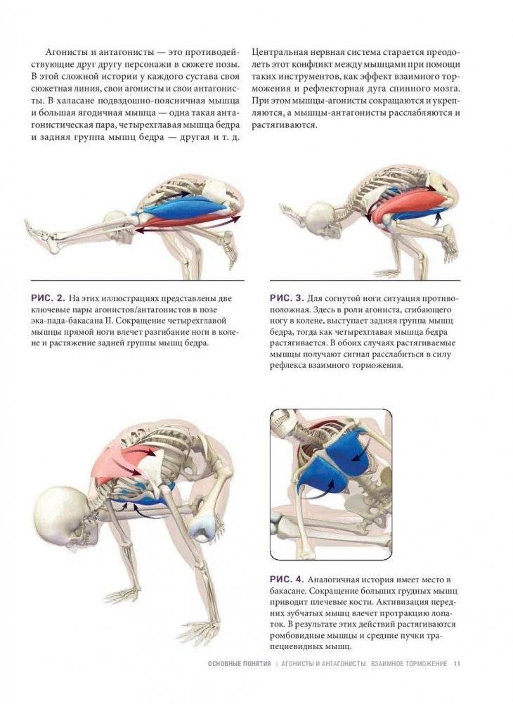 Анатомия балансов на руках и перевернутых поз фото книги 9