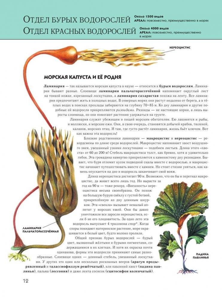 Растения: полная энциклопедия фото книги 11