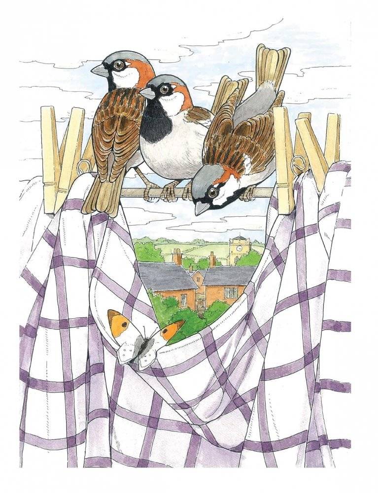 Creative Haven Glorious Songbirds Coloring Book фото книги 3