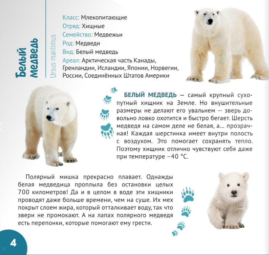 За полярным кругом. Серия "Планета животных" фото книги 3
