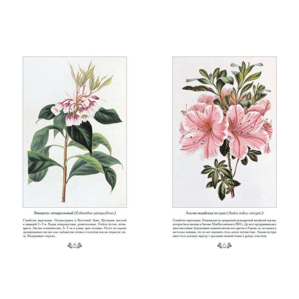 Самые красивые цветы. Дж. Пакстон фото книги 4