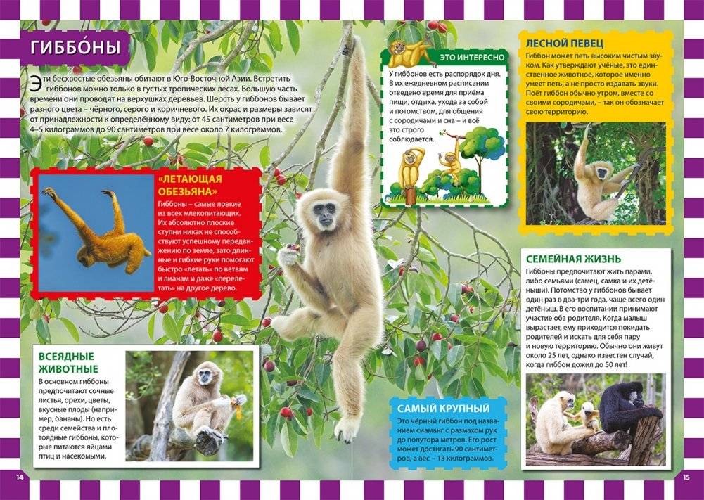 Обезьяны фото книги 3