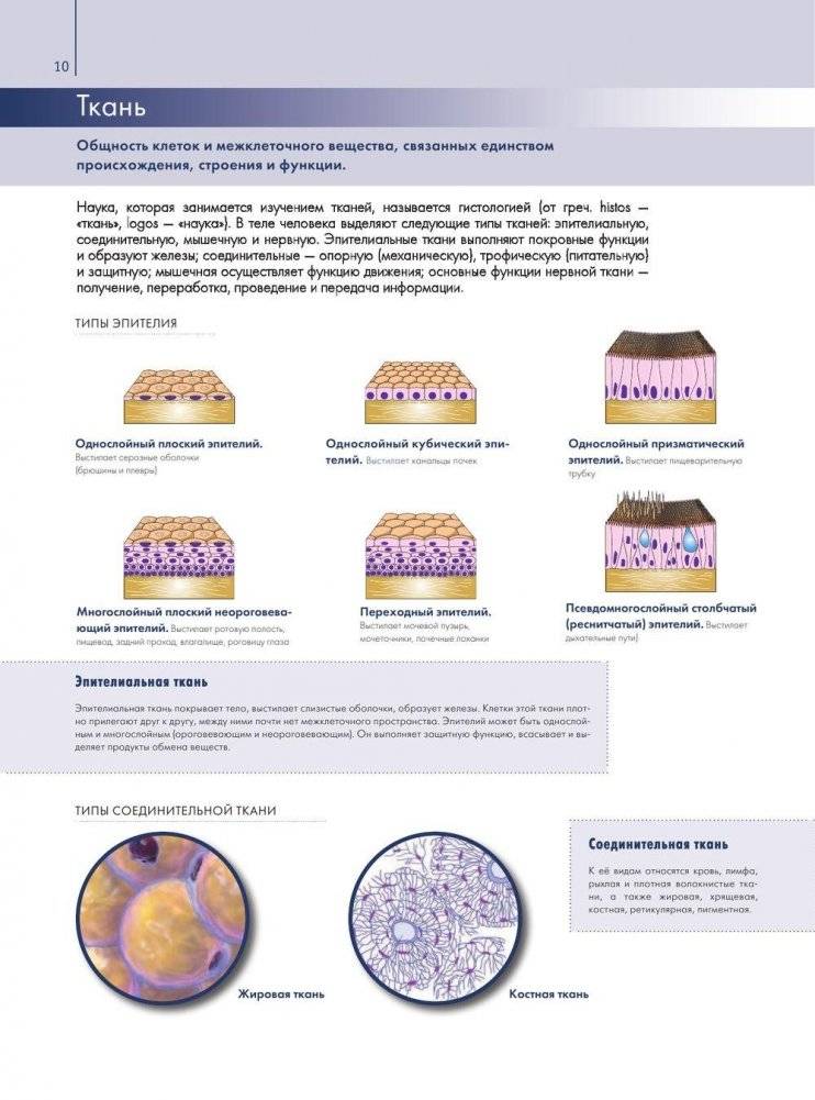 Анатомия человека. Большой популярный атлас фото книги 9