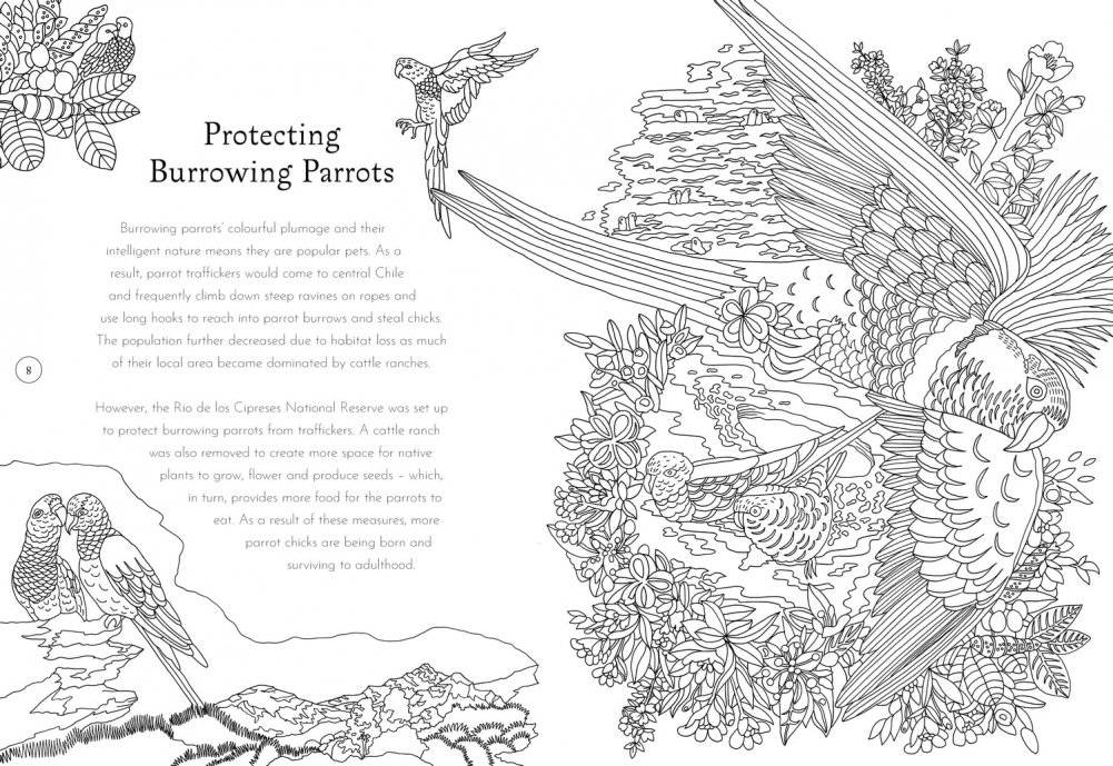 Return of the Wild Colouring Book фото книги 5