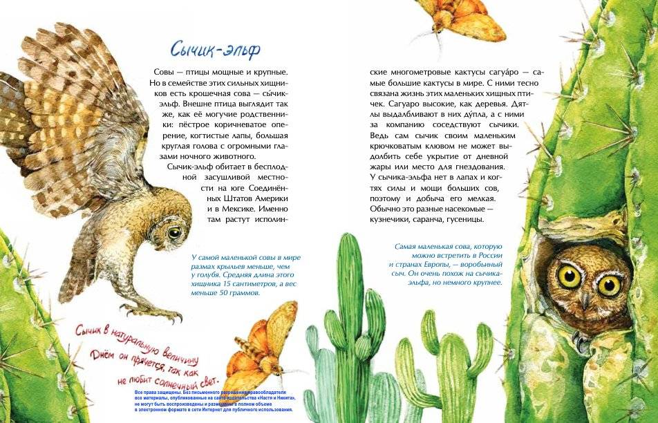 Птички-невелички. Кто на свете меньше всех? фото книги 4