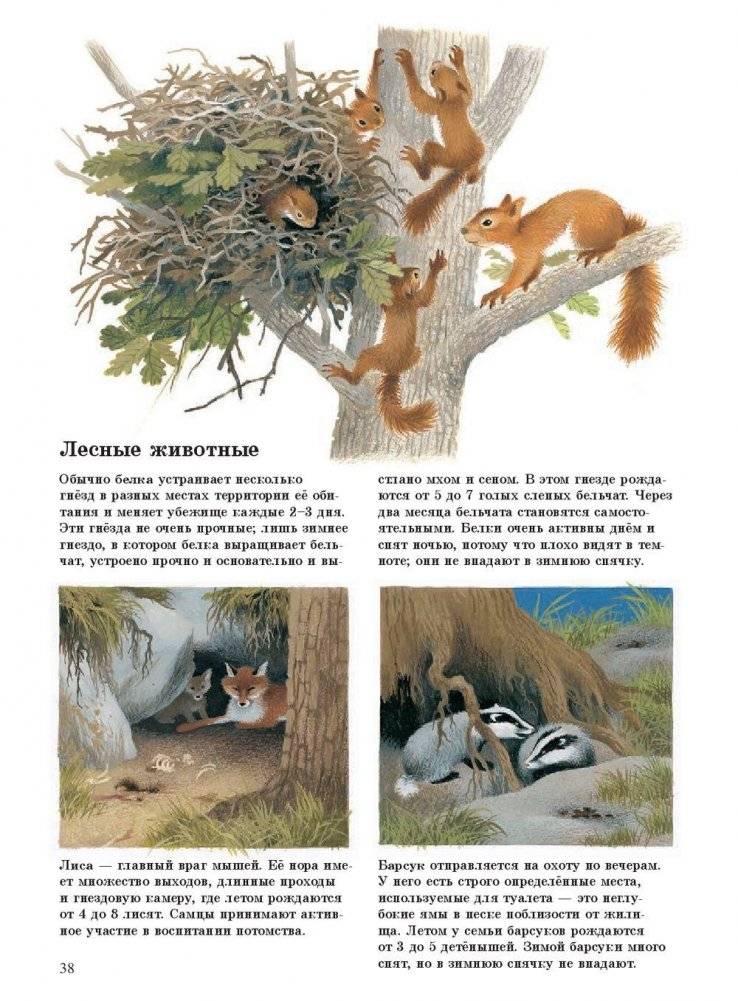 Наше дерево фото книги 10