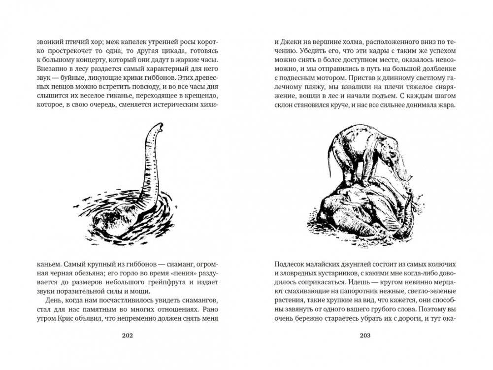 Путь кенгуренка. Поймайте мне колобуса фото книги 5