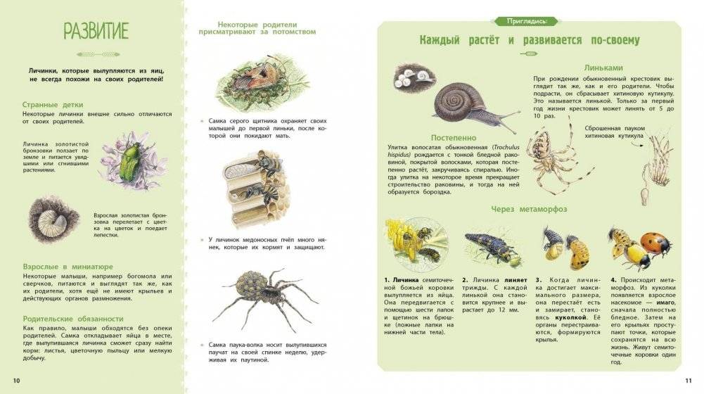 Насекомые и другие маленькие животные фото книги 3