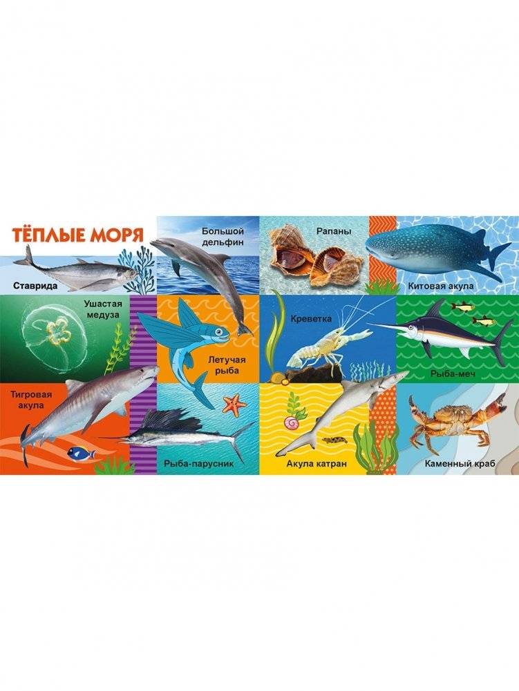 Морские обитатели фото книги 3