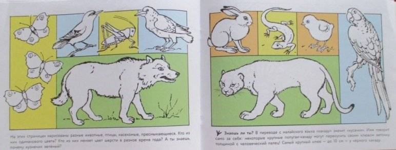 Альбом для раскрашивания. Кошка мяукает, поросенок хрюкает фото книги 4