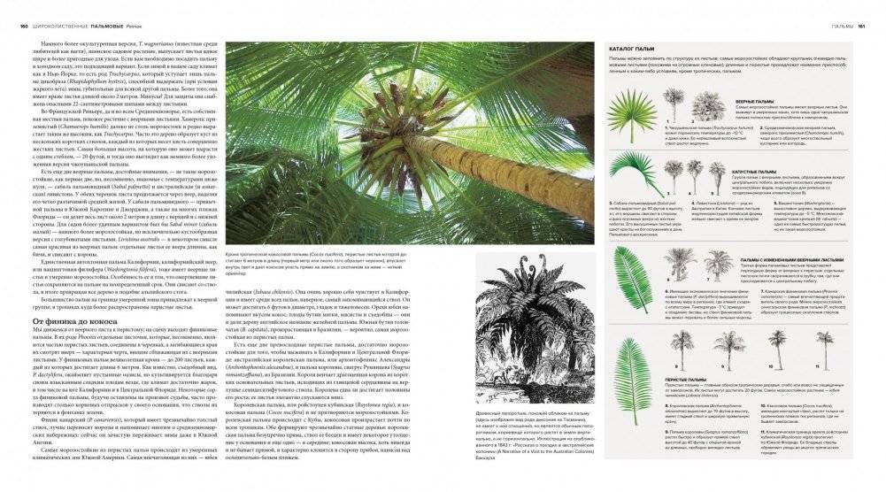 Деревья. Жизнеутверждающее путешествие по лесам, садам и паркам фото книги 6
