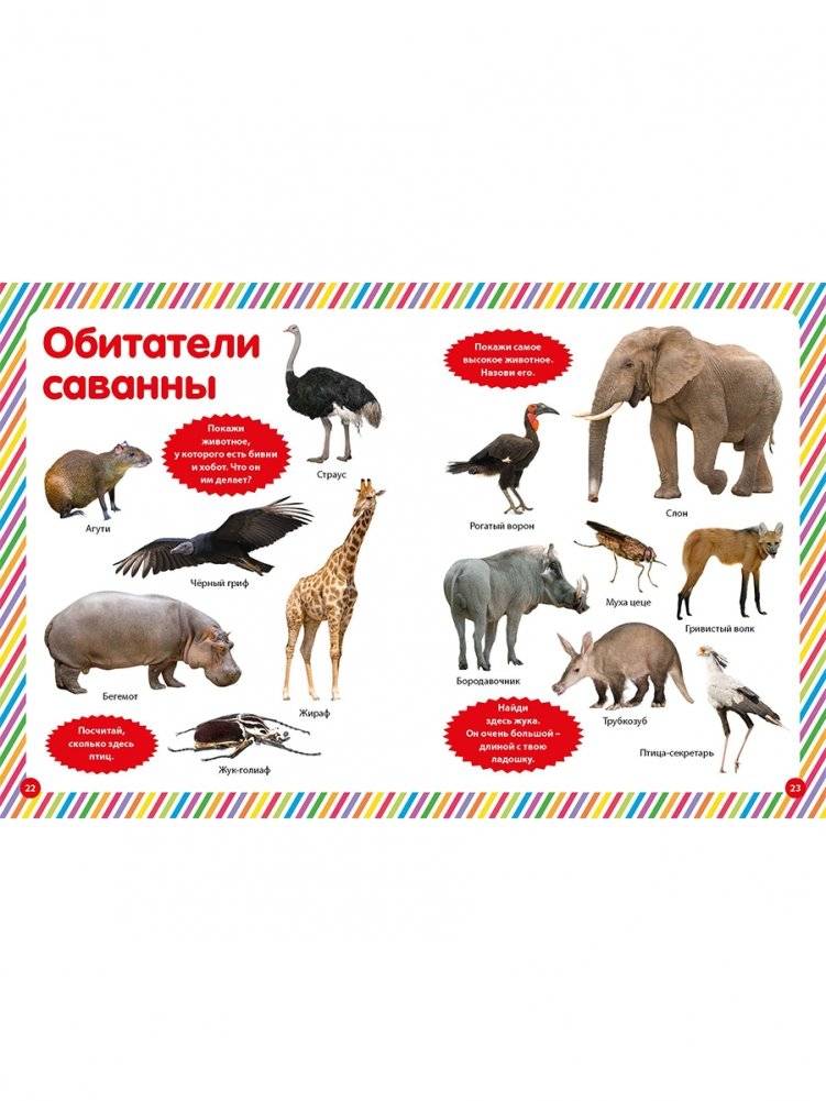 Моя первая фотокнига. Животные фото книги 6