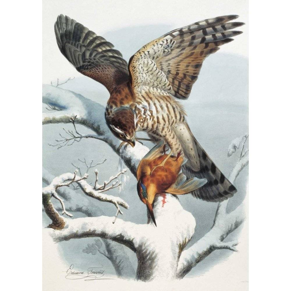 Самые красивые птицы. Иллюстрации Э. Травье фото книги 7