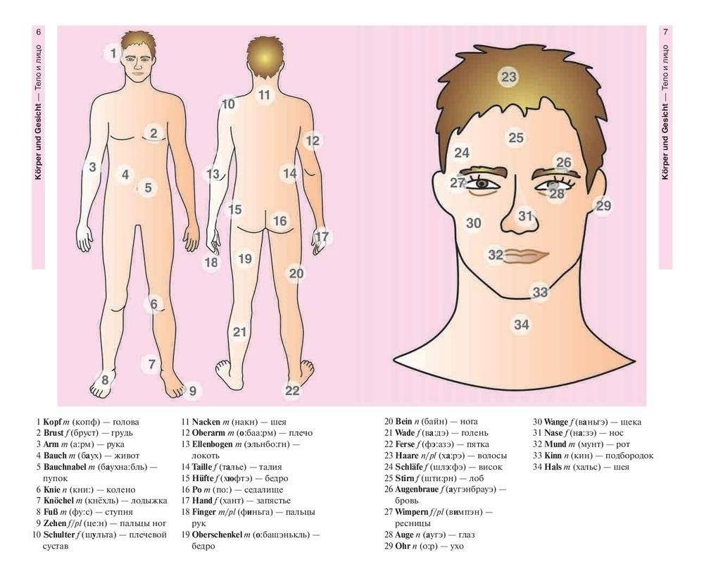 Немецкий язык в картинках. 1500 самых употребительных слов на каждый день фото книги 5