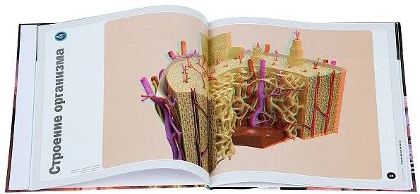 Тело человека (+3D очки) фото книги 3