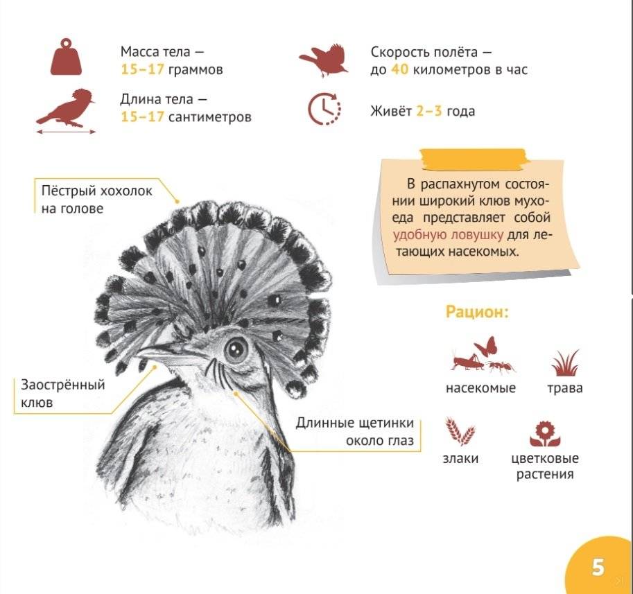 Экзотические птицы. Серия "Планета животных" фото книги 5