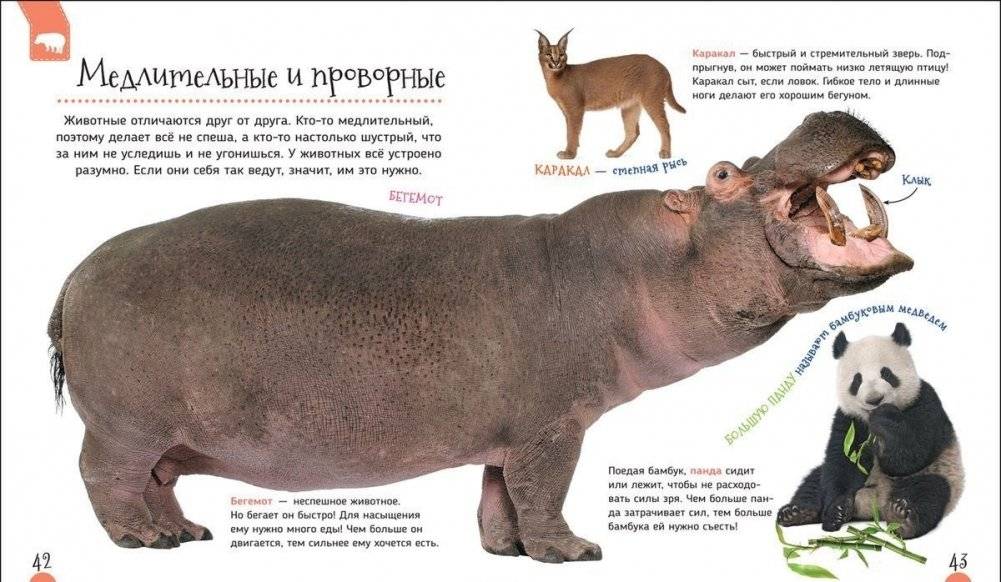 Удивительные животные. Первая энциклопедия фото книги 2