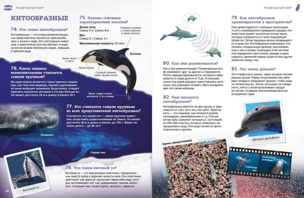 Подводный мир фото книги 7