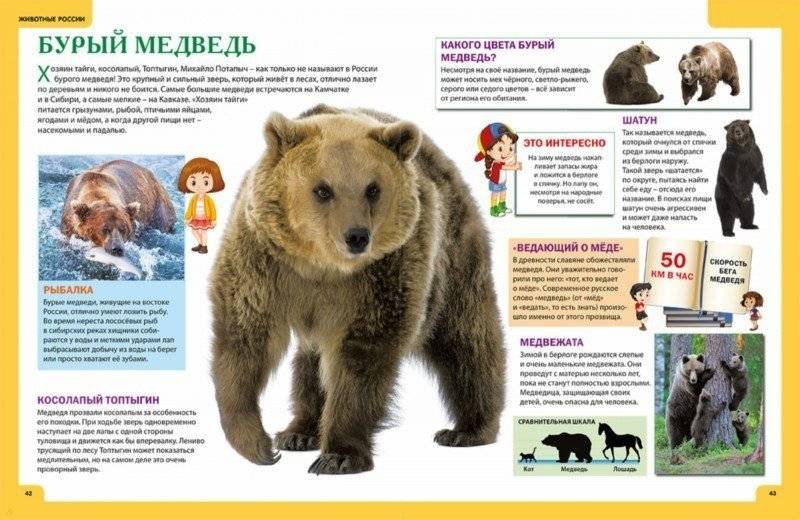 Звери и птицы России. Энциклопедия для детей фото книги 7