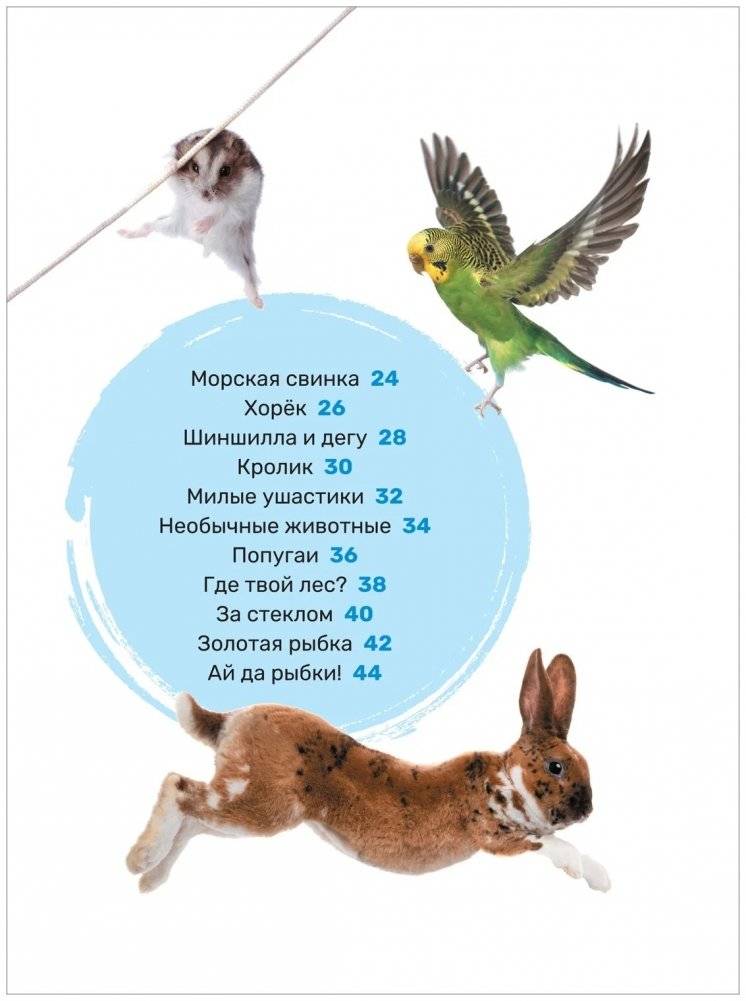 Домашние питомцы. Первая энциклопедия малыша фото книги 3