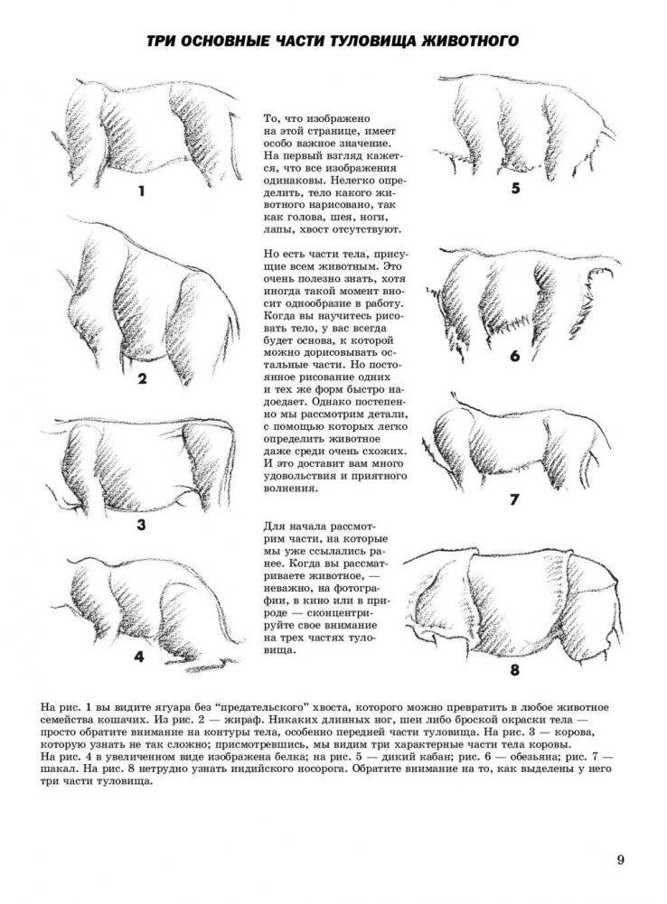 Как рисовать животных фото книги 6