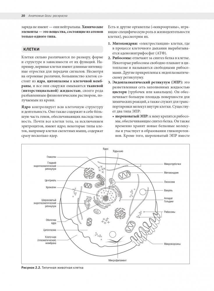 Анатомия йоги: раскраска. Изучите форму и биомеханику более чем 50 асан фото книги 10