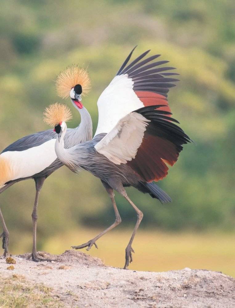 Красная книга мира: млекопитающие, птицы, рептилии, амфибии, рыбы фото книги 4