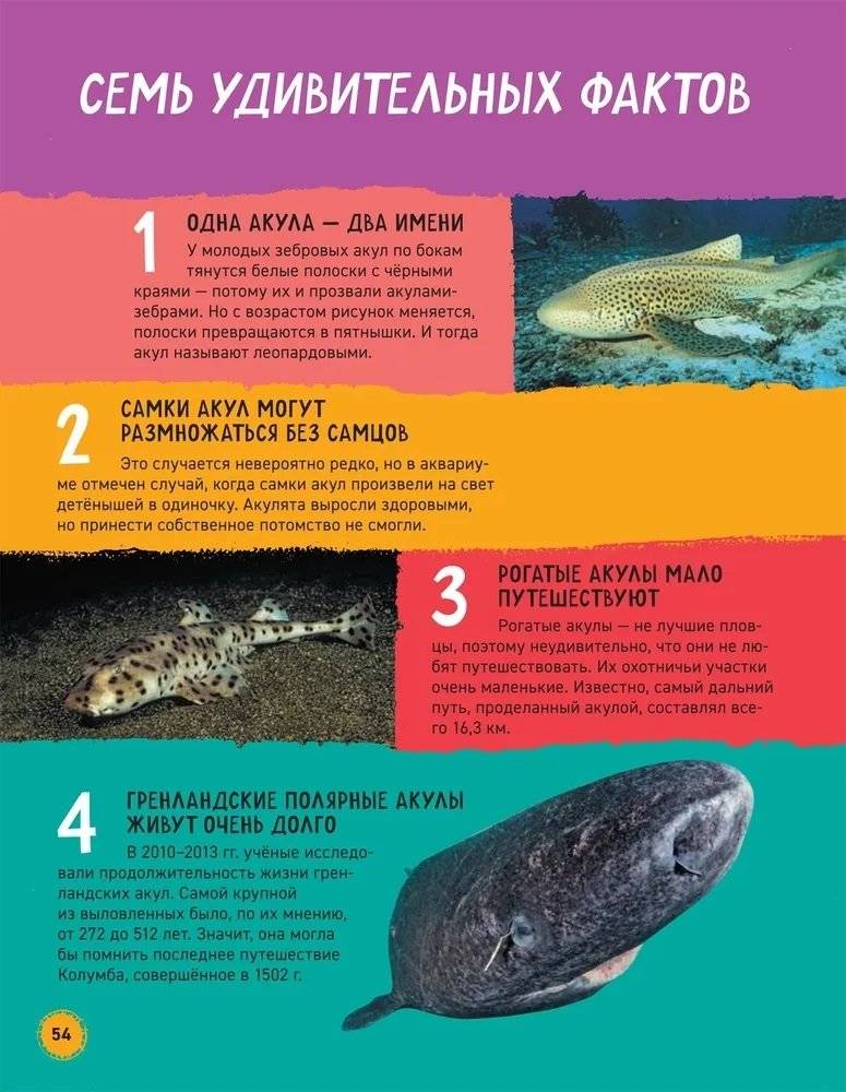 Акулы. Иллюстрированная энциклопедия фото книги 4