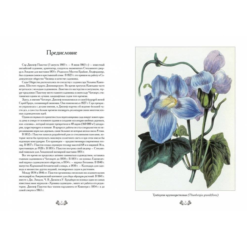 Самые красивые цветы. Дж. Пакстон фото книги 2