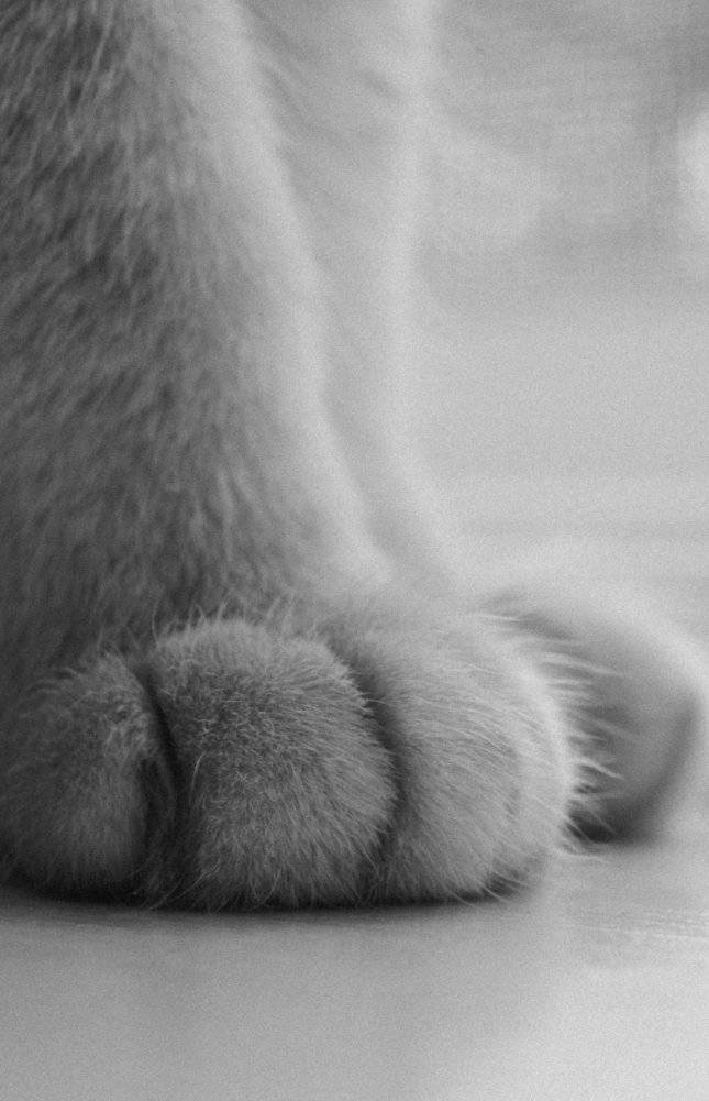 Тайная жизнь ветеринара: откровенные истории о любви к животным, забавных и трагических случаях и непростой профессии фото книги 11