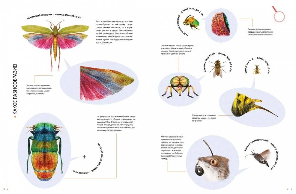 Насекомые в натуральную величину фото книги 4