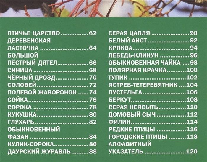 Звери и птицы России. Энциклопедия для детей фото книги 3