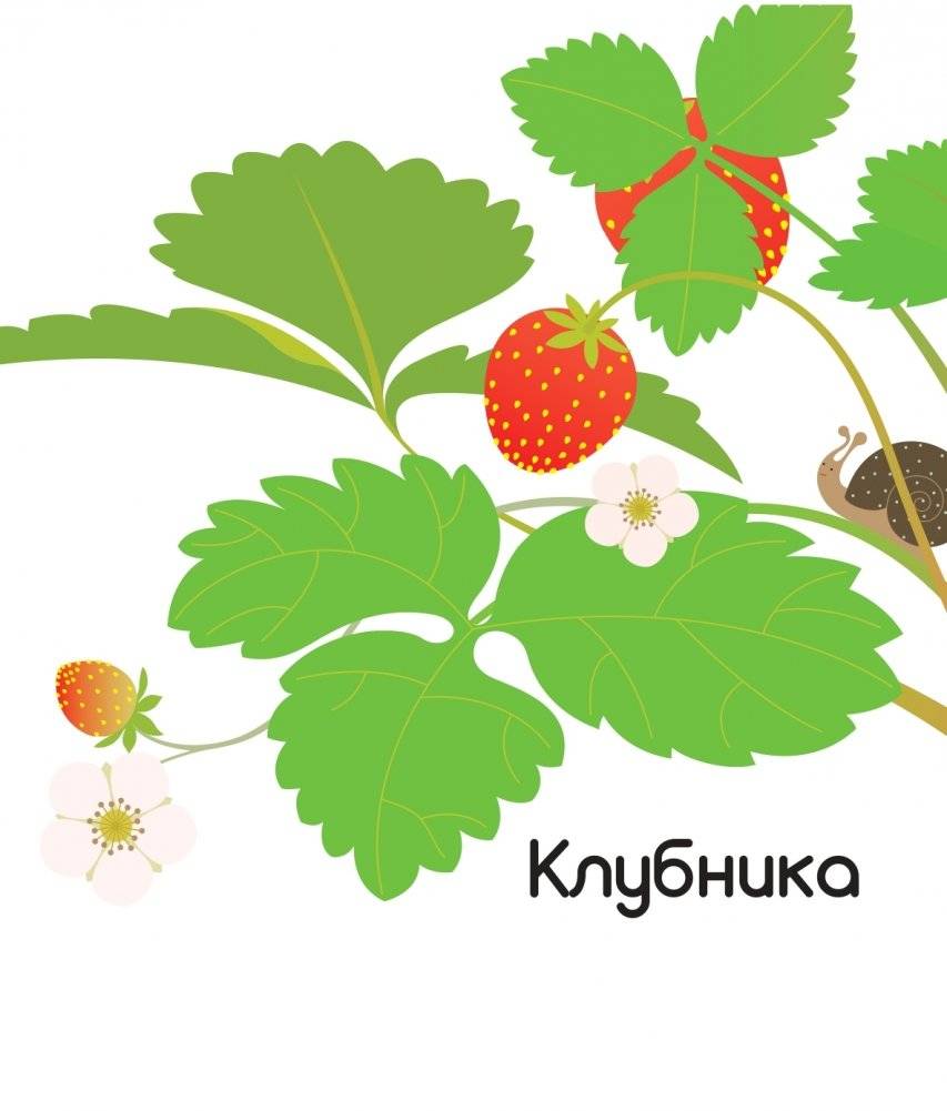 Что за фрукт? фото книги 13