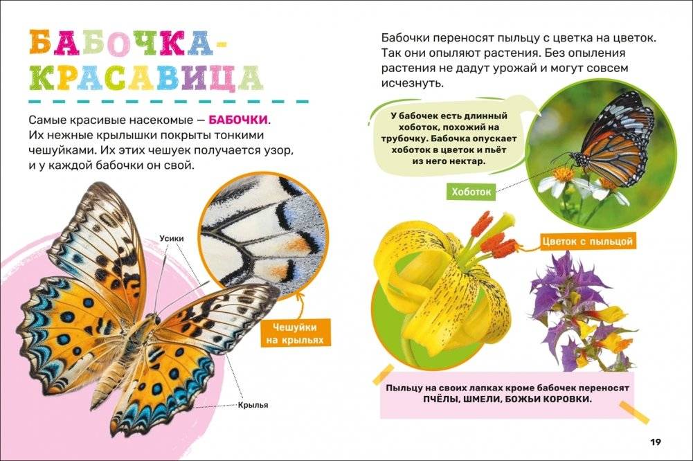 Насекомые. Первая энциклопедия малыша фото книги 3