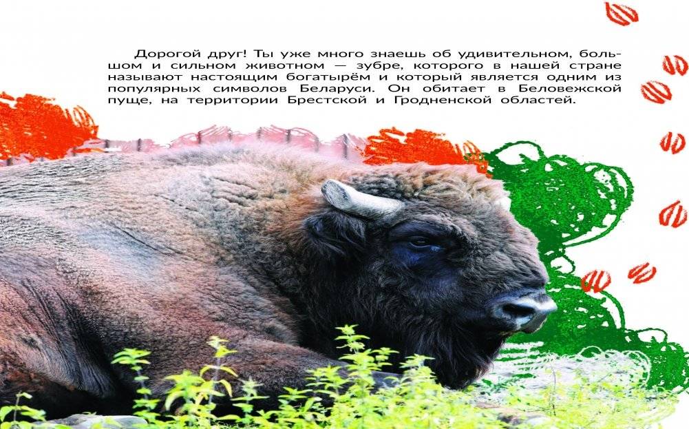 Зубр: белорусский богатырь фото книги 3