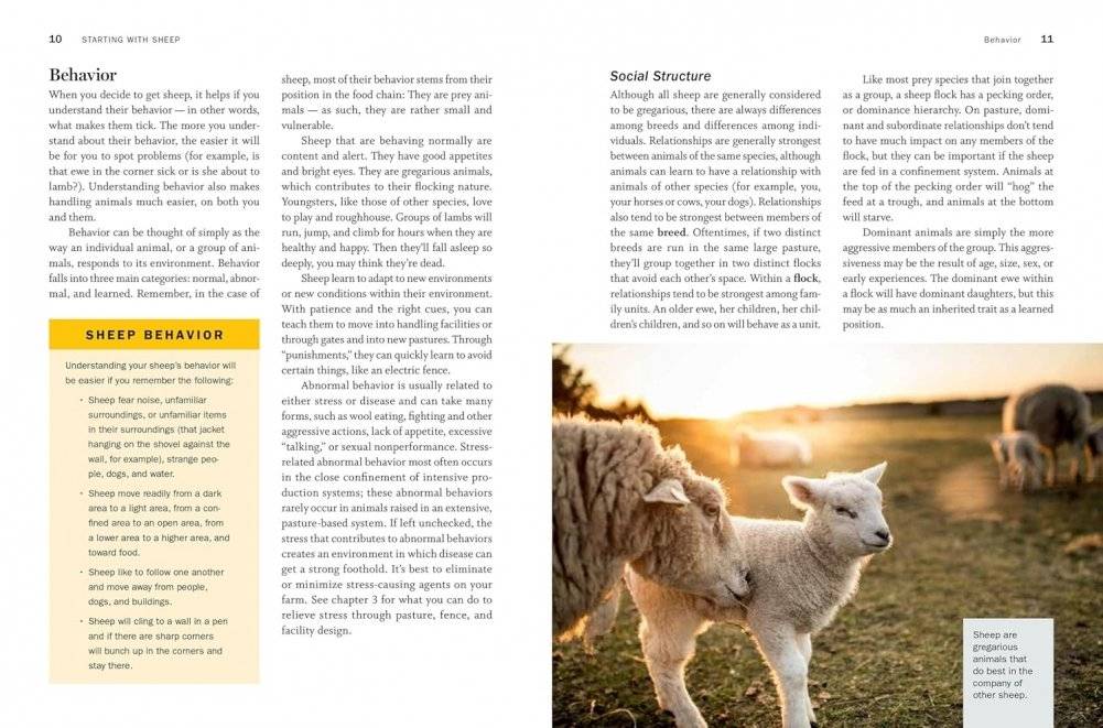 Storey's Guide to Raising Sheep, 5th Edition: Breeding, Care, Facilities фото книги 3