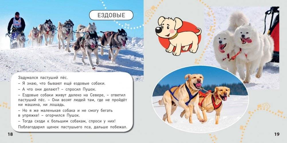 Какие бывают собаки? фото книги 5